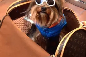 呦呦切克闹，  装逼的汪来一套！图片