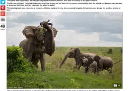 太震撼！非洲水牛太靠近3只小象，惨遭母象巨鼻+象牙高抛摔惨！图片
