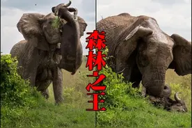 大象不满水牛靠的太近，轻松将水牛抛上高空杀死，霸气十足！图片