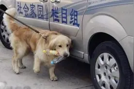 肃然起敬：狗狗对主人不离不弃一起捡瓶子，资助贫困学生上学！图片