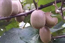 林银花说可治胃肠癌之果——猕猴桃图片