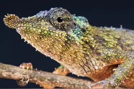 0.01秒达到时速97千米，谁的舌头这么快！图片