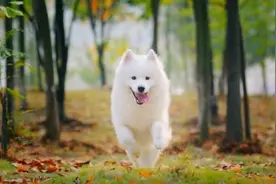 几个理由就让你毫不犹豫把萨摩带回家图片