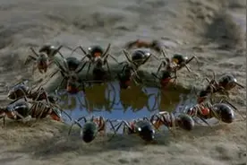 十二生肖中最辛勤劳作的前三强，一定是他！图片