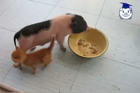 猪猪出生后第一眼看到猫咪，误将其当作妈妈整日跟随！图片