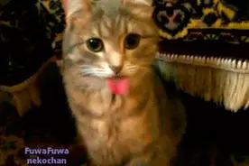 我家猫今天一直向我吐舌头，以为它在卖萌，结果原因简直太搞笑图片