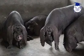 养什么猪最赚钱？这种猪一胎产仔42只堪称生殖机器！图片