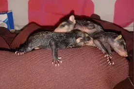 负鼠妈妈惨遭杀害它的宝宝危在旦夕，于是一只狗狗出现当起了妈妈图片