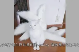 猫咪奇怪的长出了“九条尾巴”，主人走到后面一看，以为要成仙了视频封面