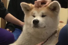 秋田犬 〜具有强烈忠诚心的日本犬〜视频封面