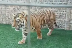 猫为什么不怕老虎，老虎打得过猫吗？