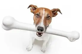 这3类骨头请不要给狗狗吃，否则就算狗狗牙齿再好也可能会断裂！图片