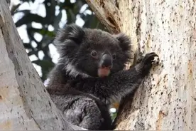 袋鼠为什么叫kangaroo，考拉为什么叫koala？图片