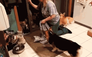 你说猫咪记仇吗？洗完澡帮他吹干后，就对着吹风机拳打脚踢！图片