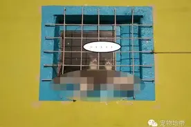 猫咪装死睡午觉，被吓坏的路人拍下超有戏的一幕！图片