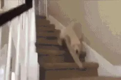 狗狗惊闻女神驾到，竟然急切成这样，看得心都碎了一地！图片