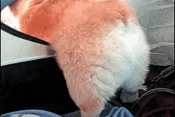 柯基硬要睡在轨道上却因火车打扰而频繁起身，超无奈表情让人笑翻图片