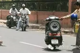 猴宝宝被车撞倒地不起，一旁饿狗竟要吃它，猴妈妈展开疯狂反击！图片