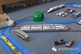 爱困的柯基非要睡在轨道上，火车频繁撞在脸上时的表情超搞笑！图片