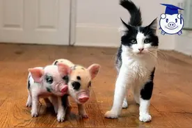 谁说猪又丑又脏？可爱的迷你猪萌你一脸血！图片