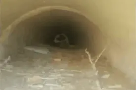 从涵洞中救出一条流浪狗后，救助人员却发现了意外的惊喜图片