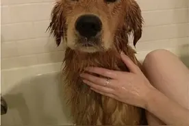 流浪三个月还全身长满壁虱的狗狗被拯救，从此有了180度的转变图片