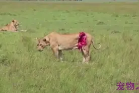 母狮为保护三只幼崽被野生水牛刺伤，接下来一幕令人感动图片