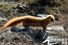 视觉临汾：正月初二 偶遇黄鼠狼来“拜年”（组图）图片