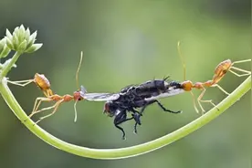 饥饿蚂蚁为了争夺猎物上演搏斗大战，战斗持续一个小时图片