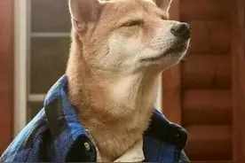 傻笨呆哈士奇和聪明机智的边牧串串串成了这样，简直萌化了图片