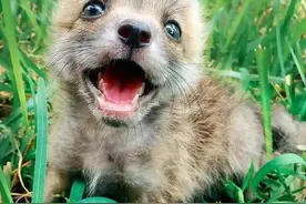 主人说这只小狐狸“很爱装小狗卖萌”，看了它照片后果真被萌笑了图片