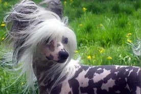 中国土狗里面最贵的狗竟然这么丑：中华冠毛犬都卖几万图片