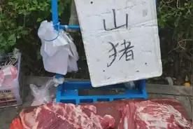 周末去买菜在路边碰到卖山猪肉25块一斤，山猪是个啥有知道的吗？