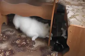 萨摩耶假装咬猫老大，猫老大直接一脚踹到它脸上