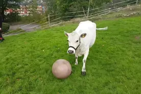 第一次见到这么聪明的奶牛，主人在草地上踢球，架势完全不输主人