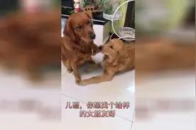 金毛狗狗刚成年，急着找女朋友，这门亲事妈妈答应了