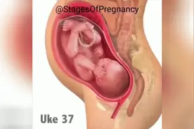 医学科普动画，1分钟时间了解怀孕40周每周胎儿及母体的变化