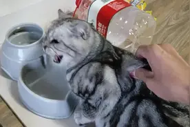 我是魔鬼，又双叒叕拉舌头啦