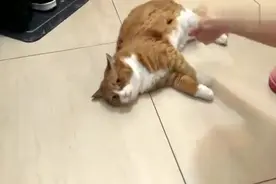 papi酱的大小咪：papi给猫咪梳毛，小咪配合papi直言自动反面视频封面