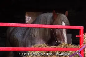 老马不仅认路，还能看懂人类脸色，研究人员：人类低估了马的智商视频封面