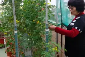 教你自造一个屋顶菜园，送给家人一个健康宝库（现学现用）