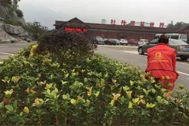五色彩桂为垫江牡丹樱花世界换上靓丽新装图片
