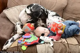 英大丹犬贴心看护7月大女婴堪称“最尽责保姆”图片