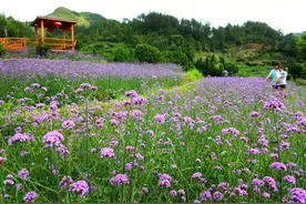 水相星座的艳遇宝地，七月，你属于哪里？图片