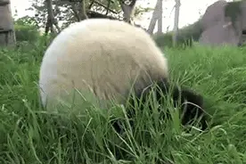 VR闪亮戛纳的VR熊猫纪录片详解图片