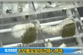 太空蚕宝宝 4000之中选6只被网友赞：都是“业界精英”图片