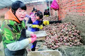 秦皇岛北戴河新区扇贝丰收 外来务工者增多图片