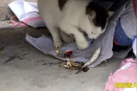 猫见到鱼眼神都不好使了，原来先从鱼头进攻，长知识了！