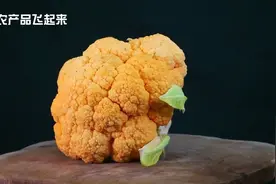 黄金菜花，蔬菜新品种，好看更好吃，值得种植推广，喜庆节日必备