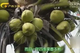 椰子树在结果的前七年里，只有用心照料，才会挂上香甜的大果视频封面